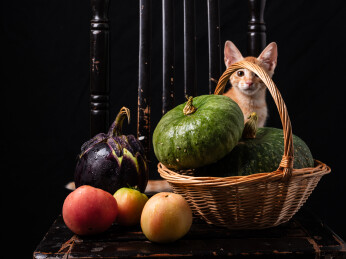 黑背景下坐在藤编篮子里的橘猫与新鲜蔬菜