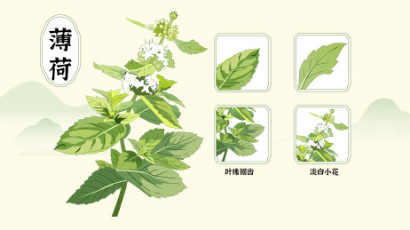 薄荷中草药植物科普扁平插画