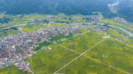 贵州锦屏：亮江沿岸 稻谷飘香