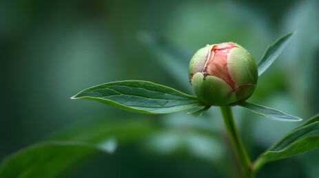 含苞待放的牡丹花蕾特写