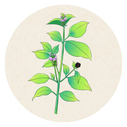 中草药插画药材海报 补骨脂