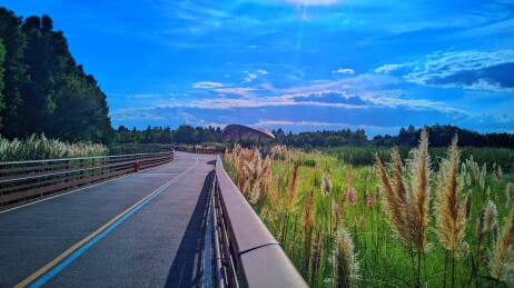 昆明滇池绿道草之桥秋景