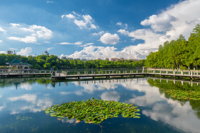 武汉东湖风景区夏季风光