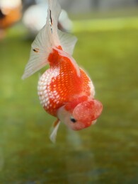 皇冠珍珠金鱼特写