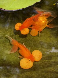 水泡金鱼