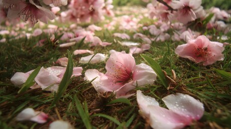 落满桃花瓣的青草地