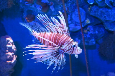 水族馆的狮子鱼