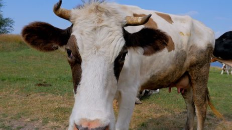 sheepdogguardingtheherdofsheepcloseupslowmotionin96fpsdog