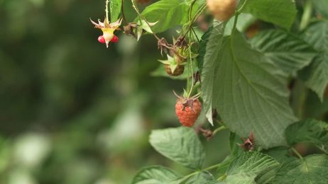 blackberrybusheslotsofblackberriesgrowinginthefield