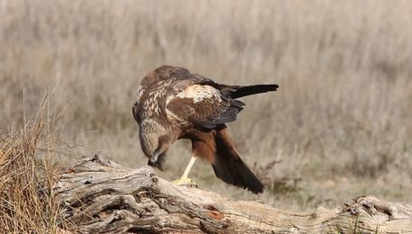 mudcrabsfeedingandflixingburrowsinamangrovetidalflattheylivein