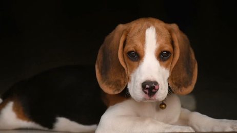 engry barking dog_站酷海洛_正版图片_视频_字体_音乐素材交易平台