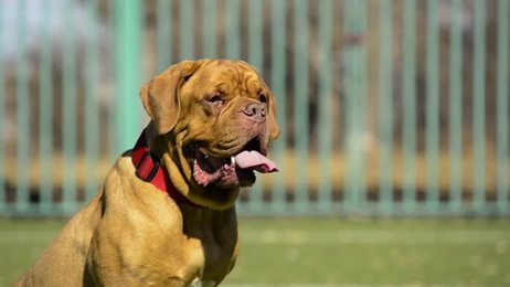 norfolkterrierdogagainstwhitebackground