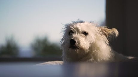 cutesmalldoglooksaroundinslowmotion4k