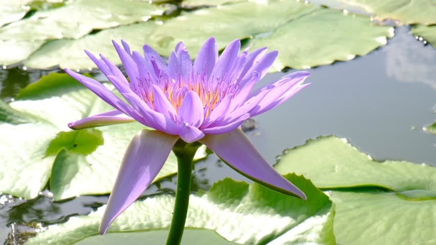 lotusblossom图片