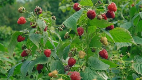 blackberrybusheslotsofblackberriesgrowinginthefield