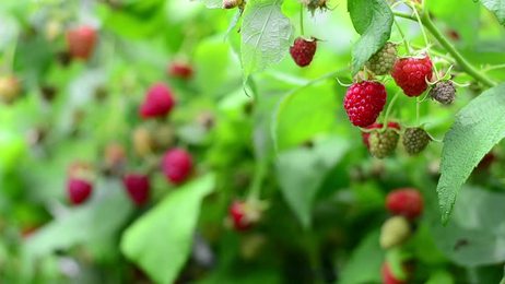 blackberrybusheslotsofblackberriesgrowinginthefield