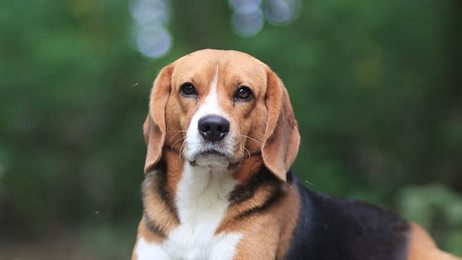 engry barking dog_站酷海洛_正版图片_视频_字体_音乐素材交易平台