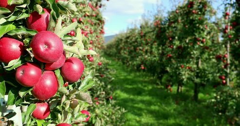 laoscoffeeplantlaocafécloseupcoffeesbeaninthecoffeegardenatpak