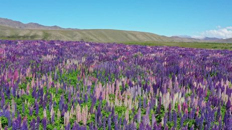 beautifulflowerfieldsinfurano