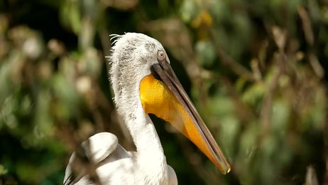 fahaka pufferfish also known as nile puffer globe fish lineatus