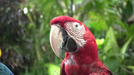 whiteandblackturkeysgivevoiceturkeysmakesoundsbirdsonglive