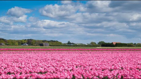 beautifulflowerfieldsinfurano