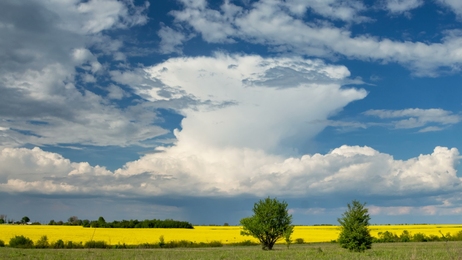 singetreeinthefieldinsummeramazingtimelapseofcloudsinasunnyday