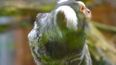 relaxingscenewithkitteninthefieldslowmo1920x1080hdfootagecloseup