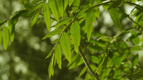 fresh green maple leaves(acer palmatum var.