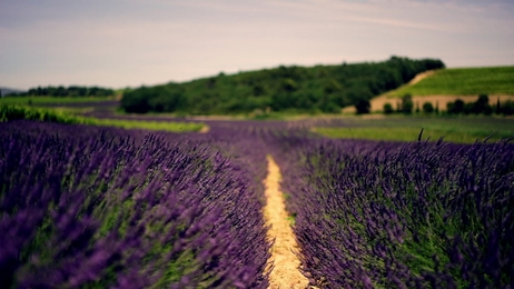 beautifulflowerfieldsinfurano