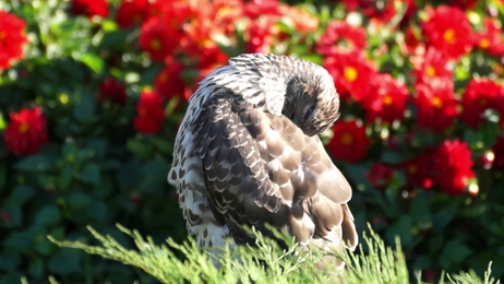white and black turkeys give voice turkeys make sounds bird song