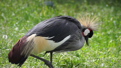white and black turkeys give voice turkeys make sounds bird song