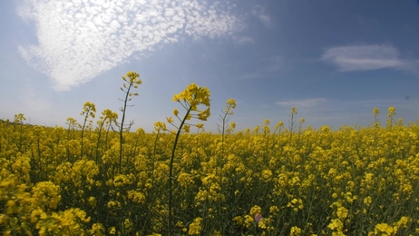 alargerapeseedflowerfieldagainstblueskyandwhitecloudstimelapse