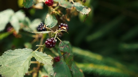 blackberrybusheslotsofblackberriesgrowinginthefield