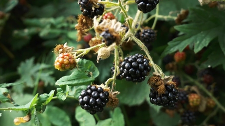 blackberrybusheslotsofblackberriesgrowinginthefield