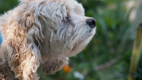 relaxingscenewithkitteninthefieldslowmo1920x1080hdfootagecloseup