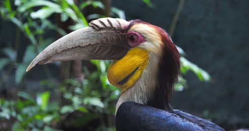 fahaka pufferfish also known as nile puffer globe fish lineatus