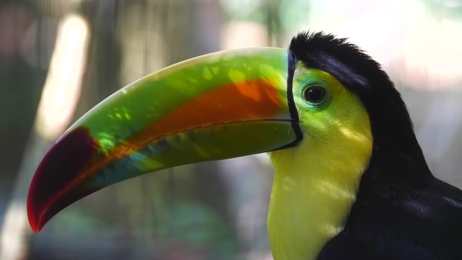 fahaka pufferfish also known as nile puffer globe fish lineatus