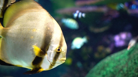 fahaka pufferfish also known as nile puffer globe fish lineatus