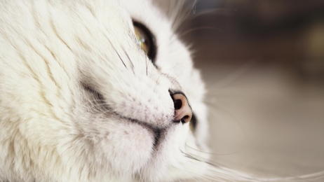 cutesmalldoglooksaroundinslowmotion4k