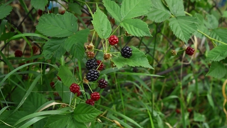 blackberrybusheslotsofblackberriesgrowinginthefield