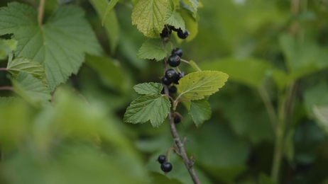 blackberrybusheslotsofblackberriesgrowinginthefield