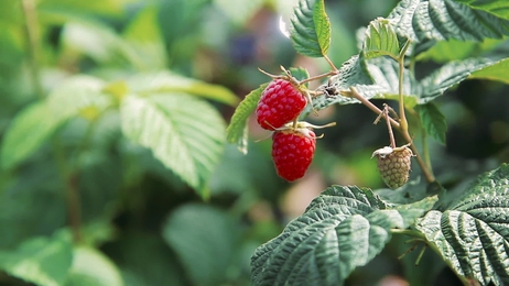 blackberrybusheslotsofblackberriesgrowinginthefield