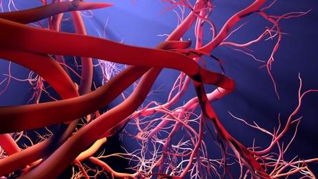 bloodvesselsarteryshownwithacutoutsectionhighqualityrendering