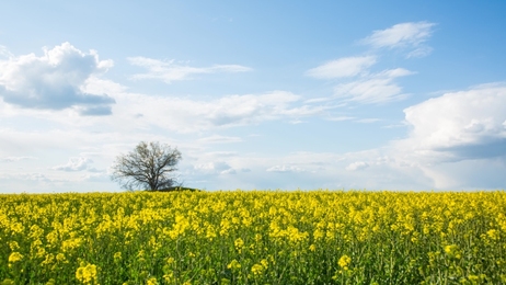 summer sunny day rape field landscape time lapse_站酷海洛_正版