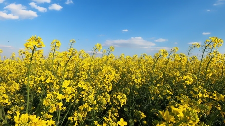 alargerapeseedflowerfieldagainstblueskyandwhitecloudstimelapse