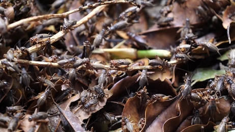 animalsofrainforestgiantforestscorpioninwildenvironmentcloseup