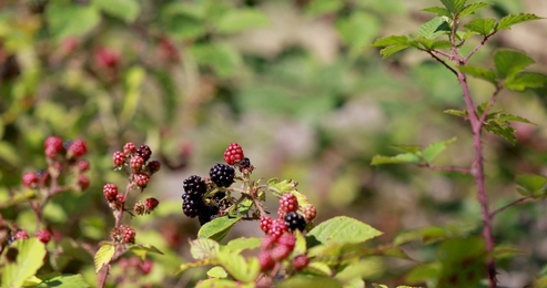 blackberrybusheslotsofblackberriesgrowinginthefield