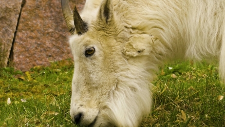 relaxingscenewithkitteninthefieldslowmo1920x1080hdfootagecloseup