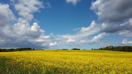alargerapeseedflowerfieldagainstblueskyandwhitecloudstimelapse